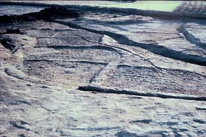 日高遺跡で発見された水田跡